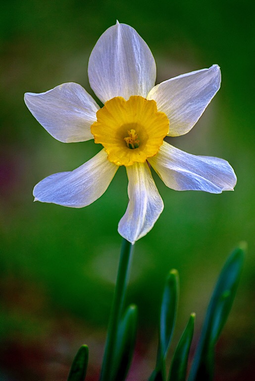 Nature In Class B By Helen Pappas For White Flower OCT-2018.jpg